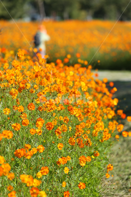 물의정원,황하코스모스,노랑코스모스,노랑,꽃,flower,yellow,cosmos,yellowcosmos,가을,계절,fall,autumn,season,식물,자연,plants,nature,꽃,flower,field,들,outdoors,옥외,grassland,목초지