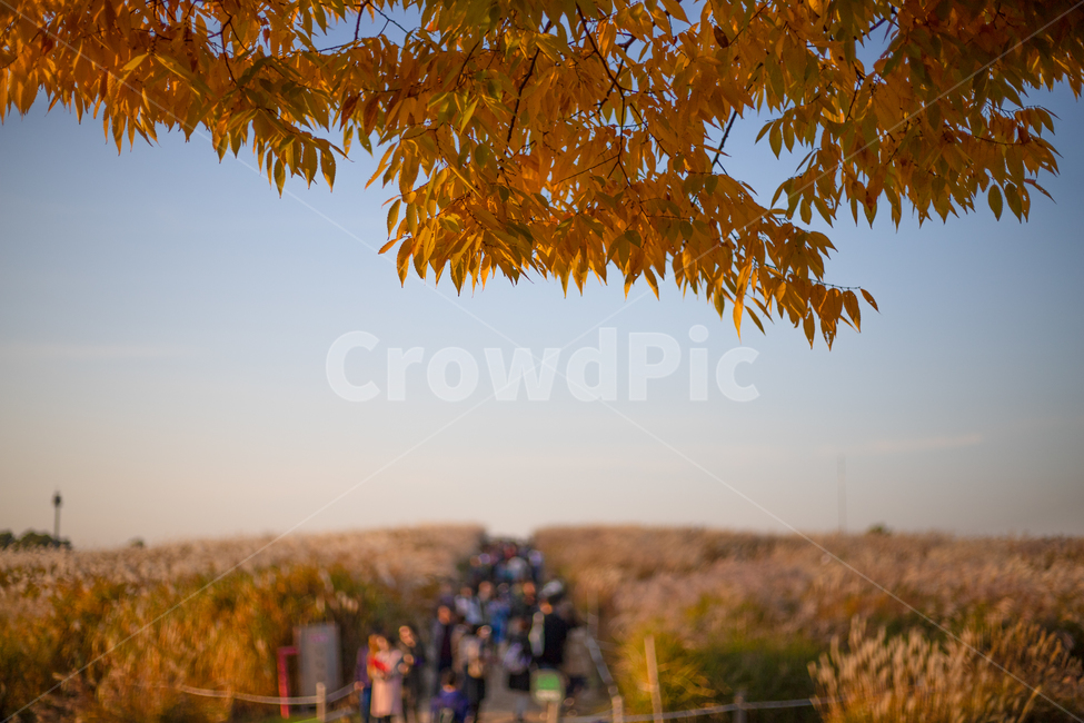 leaf,잎,plant,식물,tree,나무,person,사람,human,인간,공원,가을,계절,fall,autumn,season
