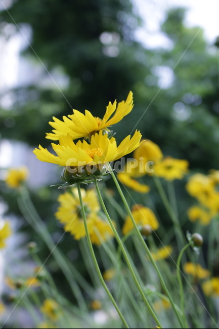 꽃,접사,들풀,감성,노랑,들판,식물,자연,plants,nature,꽃,flower