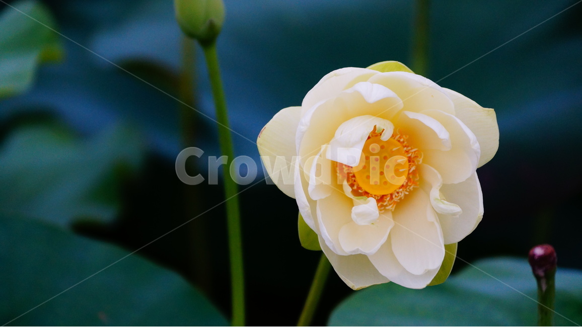 연꽃,꽃,꽃사진,식물,자연,식물,자연,plants,nature,꽃,flower