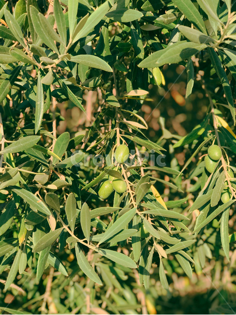 자연,봄,식물,plant,나무,식물,자연,plants,nature,나무,trees,wood