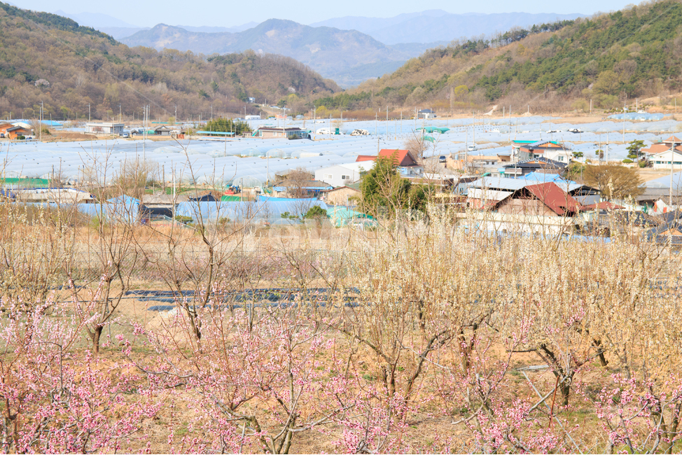 농촌,봄,봄풍경,시골,경관,풍경,계절,들판,목초,농촌풍경,목초지,농장,산,새싹,녹색,파릇파릇한,논,비닐하우스,하우스,경치,평화로운,전원,야외,나무,과수원,공원,아웃도어,분지,경작지,농업