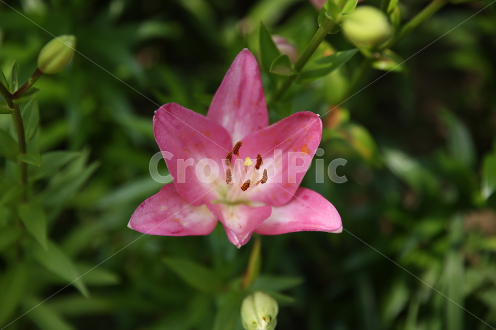 백합,꽃수술,붉은백합,lilium,붉은꽃,flower,식물,자연,plants,nature,꽃,flower
