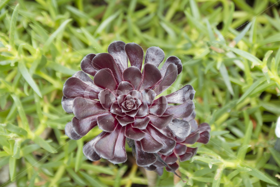 꽃사진,배경,여름,여름꽃,땅에있는꽃,식물,자연,plants,nature,꽃,flower