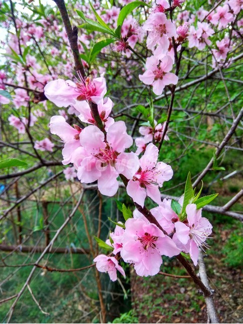 벚꽃,벚꽃축제,벚꽃나무,봄,꽃