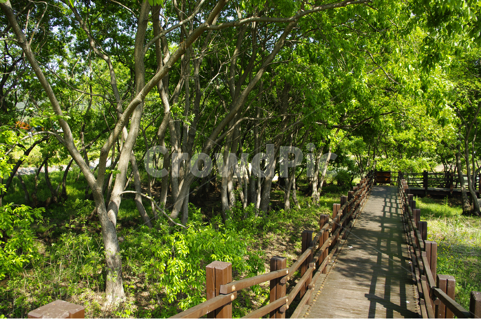 나무,풍경,풍광,초록,자연,나무길,길,color,숲,자연,풍경,nature,landscape,garden,정원,outdoors,옥외,arbour,정자