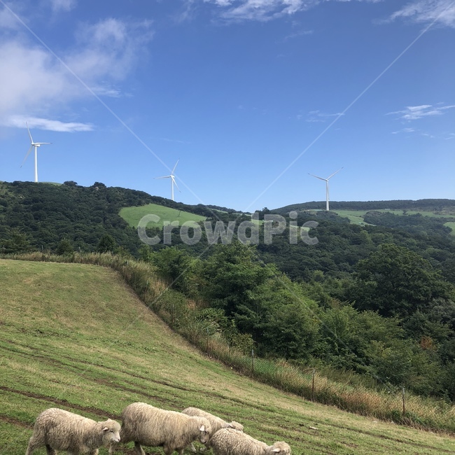 자연,nature,동물,animal,양,sheep,grassland,목초지,들,목장,outdoors,자연,풍경,nature,landscape