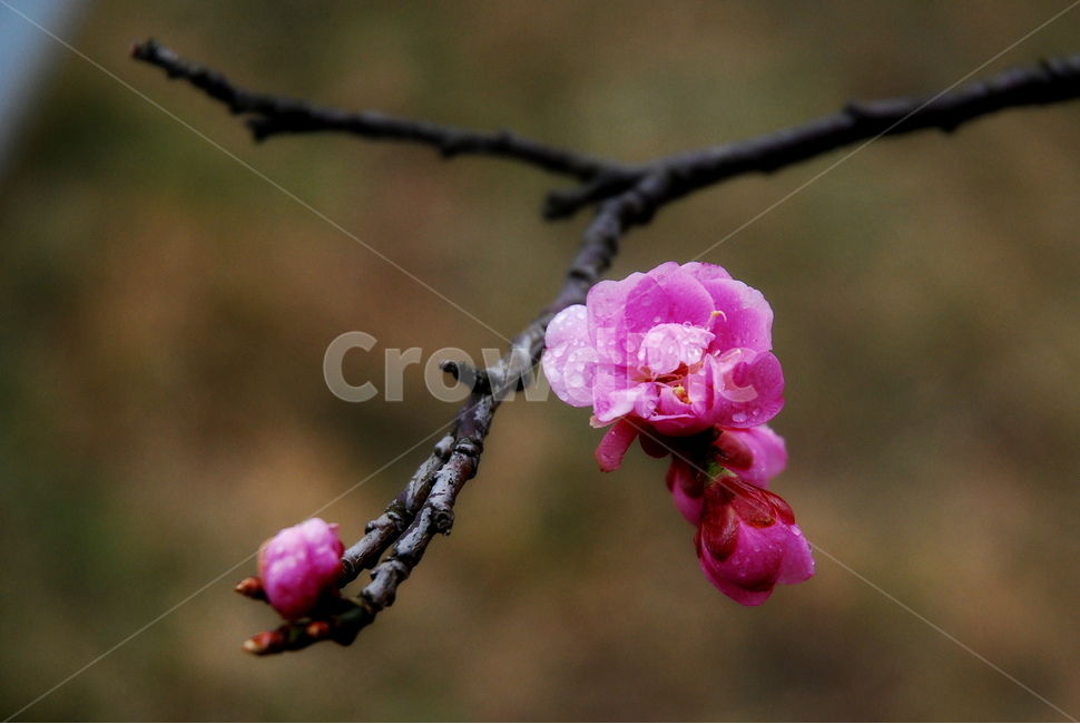 매화,매화리,홍매,홍매화,봄,봄꽃,접사,봄,계절,spring,season,식물,자연,plants,nature,꽃,flower,blossom,geranium,제라늄,plant