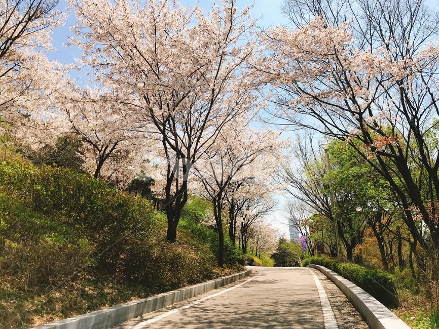 봄,벚꽃,분홍,봄날씨,산책