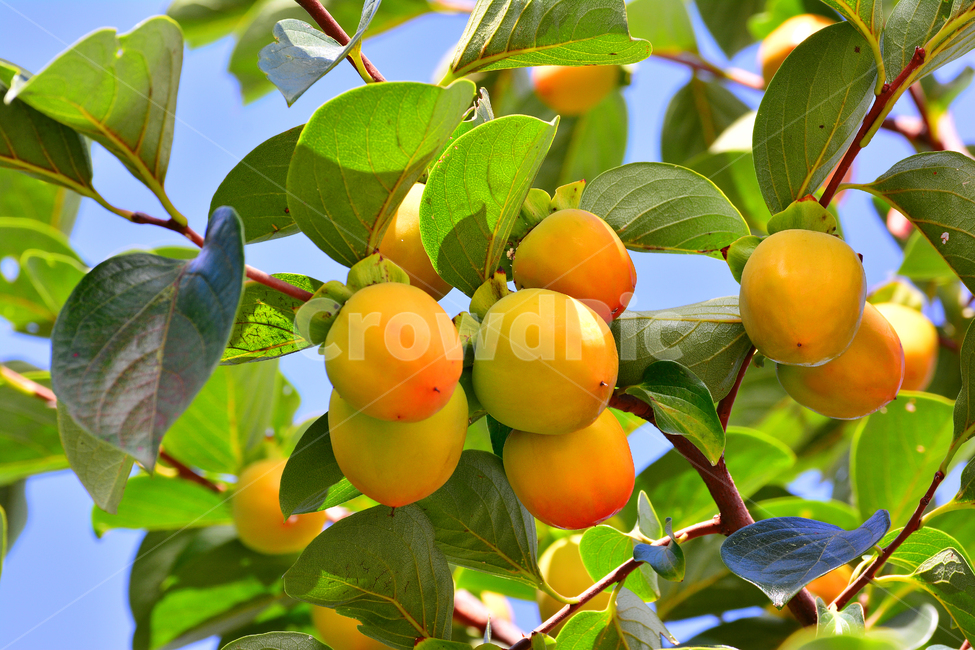 감,과일,열매,단감,음식,food,감나무,곶감재료,아시안,asian,fruit,탄닌,persimmon,한국적,코리안,나무열매,잎새,잘익은,식욕,맛,taste,수정과,달콤한,감말랭이,가을이미지,autumn,fall,식물,자연,plants,nature,음식,식재료,요리,food,cook,meal,dishes,food reserves,과일,열매,fruit