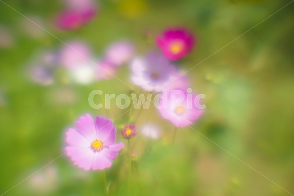 꽃,야생화,코스모스,가을,식물,자연,가을,계절,fall,autumn,season,식물,자연,plants,nature,꽃,flower,geranium,제라늄,plant,blossom