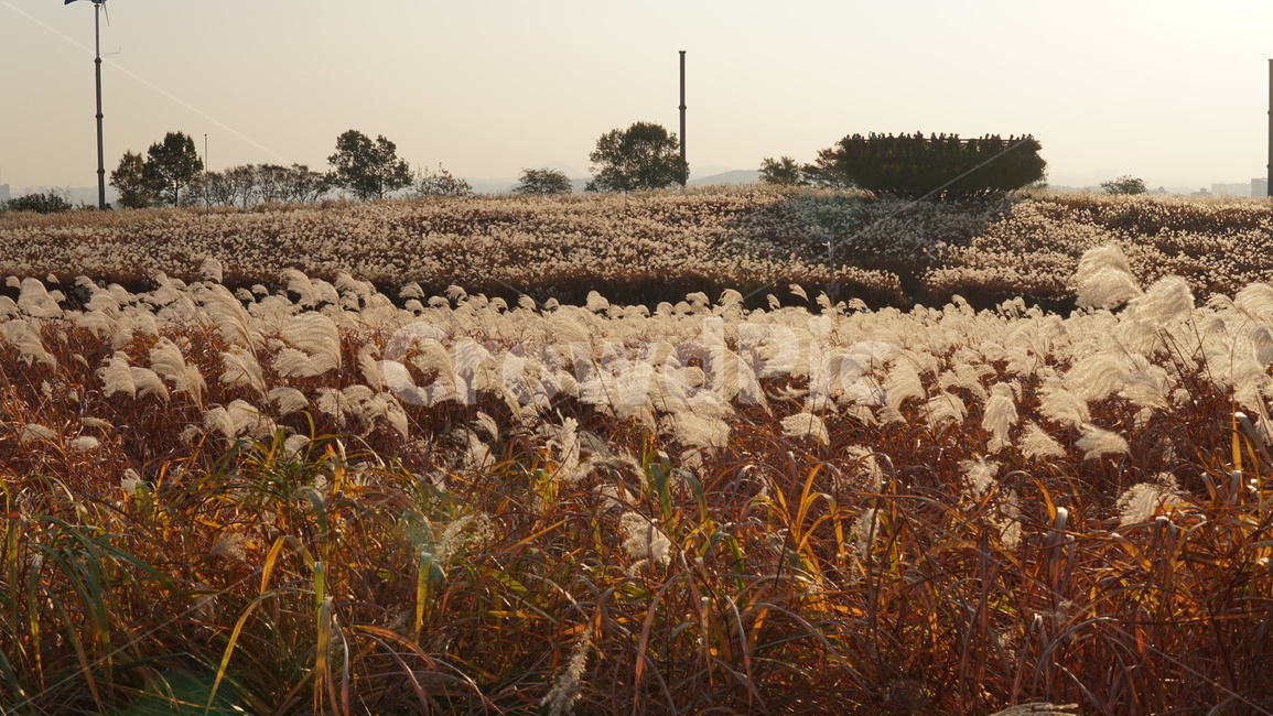 갈대밭,갈대숲,가을,배경,하늘공원,가을,계절,fall,autumn,season,grass,잔디,plant,식물,lawn,reed,갈대