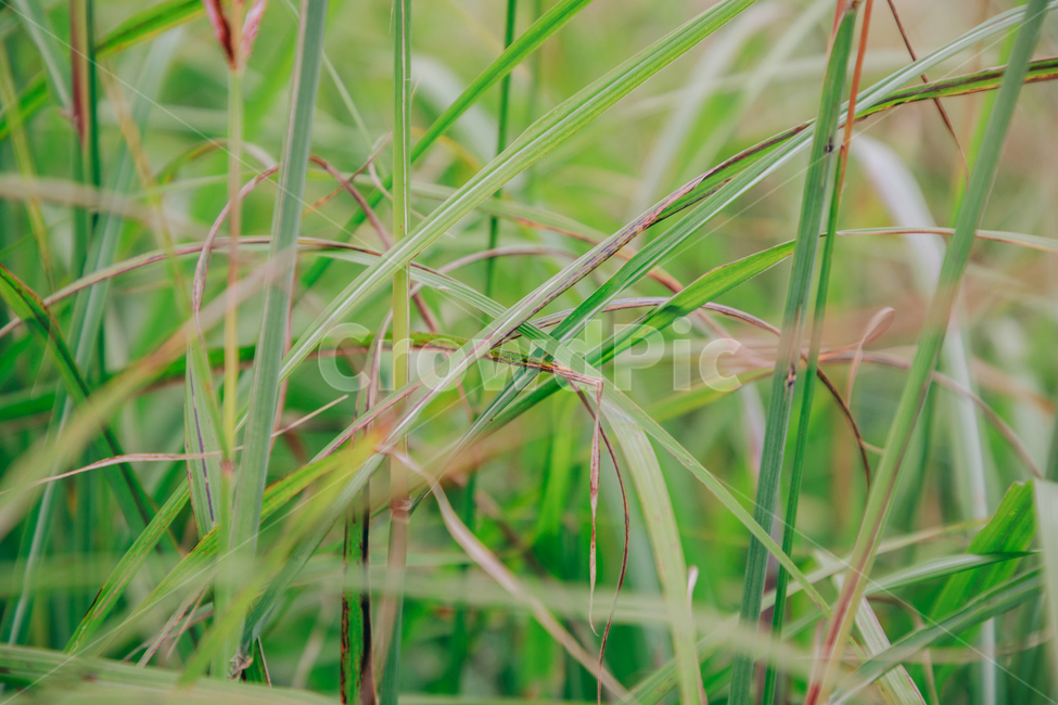 갈대,가을,식물,자연,초록,억새,식물,자연,plants,nature