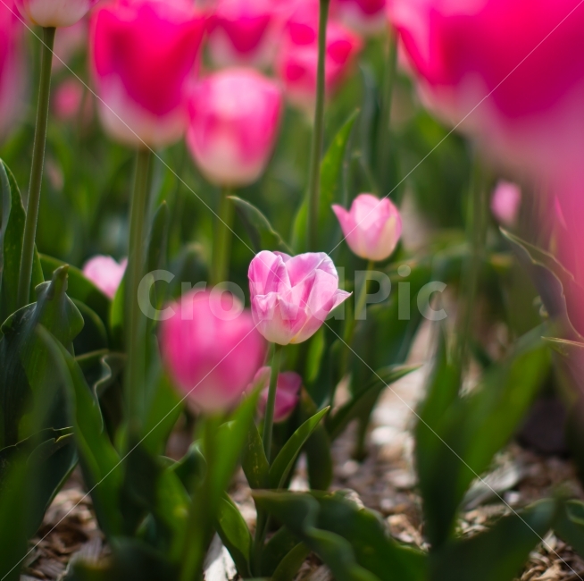 튤립,꽃,분홍색,식물,작은꽃,봄꽃,봄,계절,spring,season,식물,자연,plants,nature,꽃,flower,plant,blossom