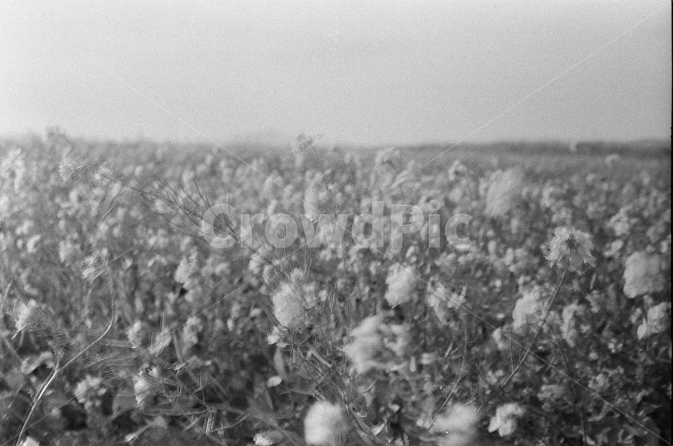제주도,유채꽃,흑백필름,흔들리는꽃,꽃,식물,자연,plants,nature,꽃,flower,흑백,모노톤,monochrome,black and white