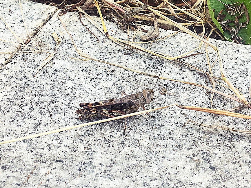 메뚜기,곤충,자연,갈색메뚜기,가을,9월,동물,동물,animal,곤충,벌레,insect,bug