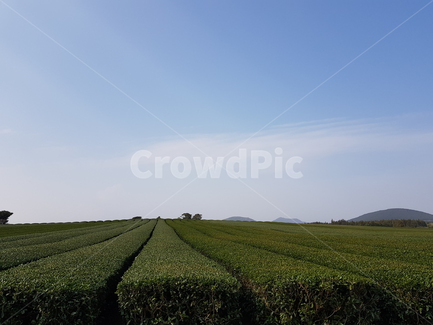 제주,녹차밭,녹차,하늘,식물,자연,풍경,nature,landscape,outdoors,옥외