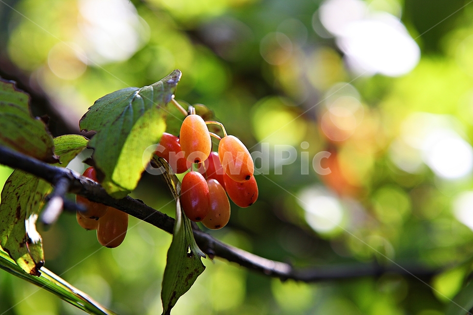 산수유,수유,약용,열매,붉은색,식물,자연,음식,식재료,먹거리,과일,열매,fruit