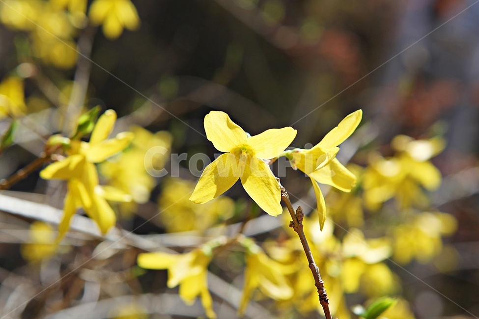 개나리,개나리꽃,꽃,노랑,봄꽃,봄,식물,자연,공원,식물,자연,plants,nature,꽃,flower