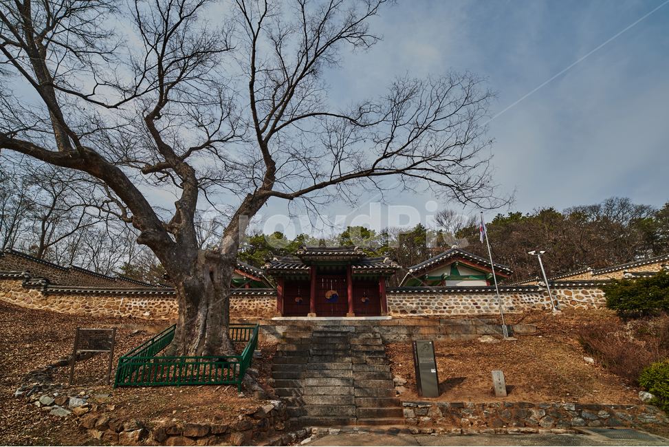 향교,김포,통진,느티나무,400년,입구,교육,유교,나무,나뭇가지,나무가지,광각,풍경,자연,문,출입구,하늘,태극기,담벼락,한국,대한민국,태극,기와,전통,한국전통,한국문화,korean traditional,korean culture,식물,자연,plants,nature,나무,trees,wood,교육,학교,공부,education,learning,study,school