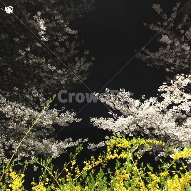 벚꽃,진달래,봄,봄꽃,꽃,야경,plant,식물,나무,자연,nature,cherryblossom,spring,양재천,산책