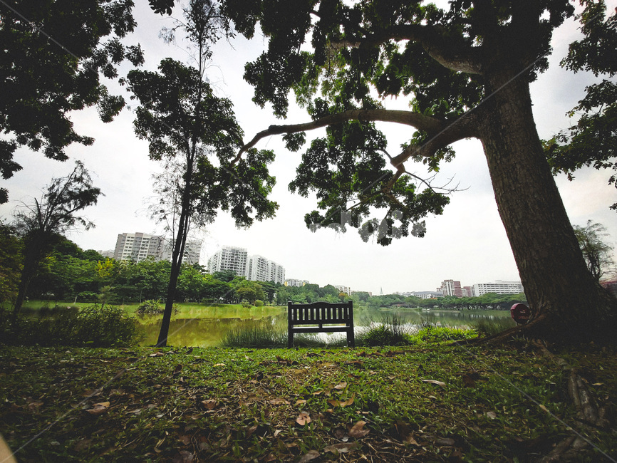 tree,나무,plant,식물,벤치,bench,호수,lake,산책로,산책,공원,park,싱가포르,싱가폴,singapore