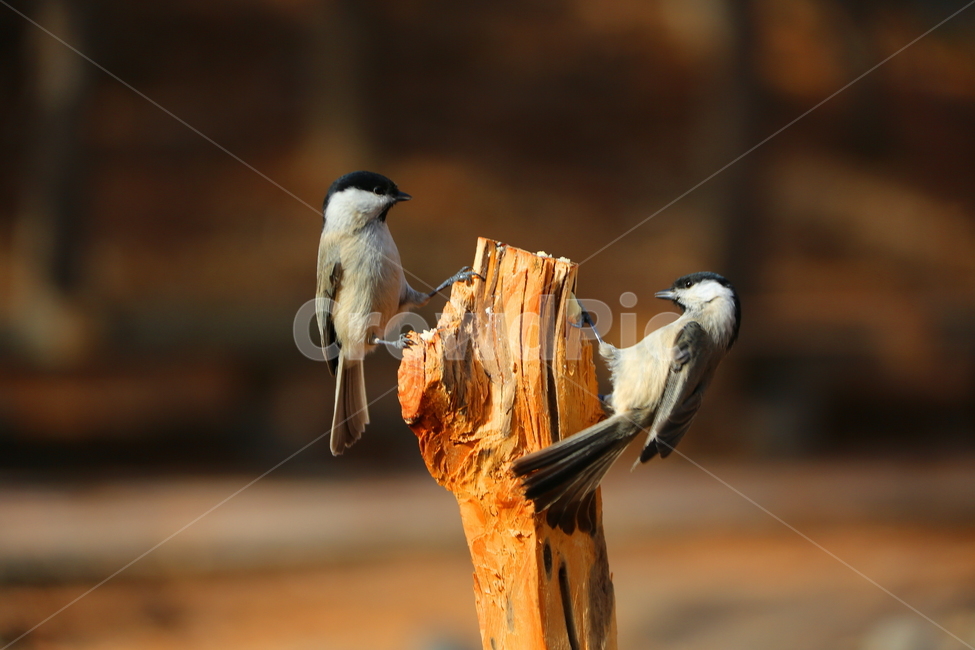 산새,새,동물,자연,풍경,동물,animal,조류,새,birds