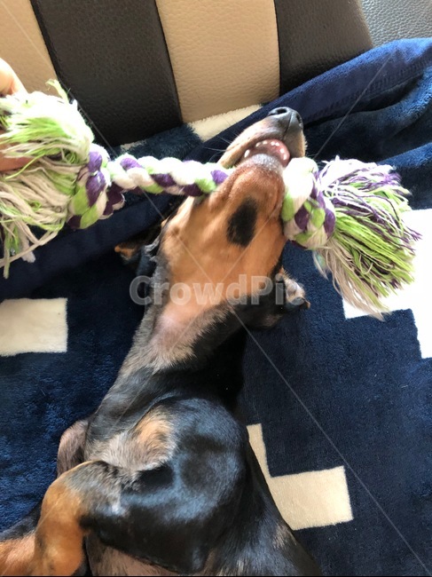 dog,puppy,닥스훈트,강아지,개,동물,animal,dachshund