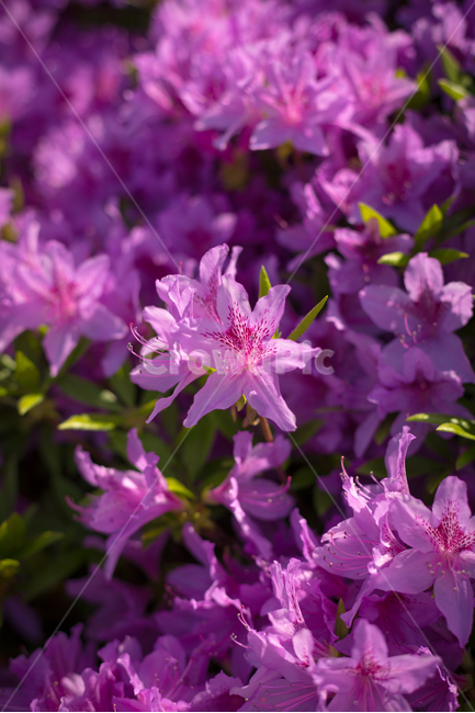 진달래,꽃사진,꽃,자연,식물,봄,식물,자연,plants,nature,꽃,flower