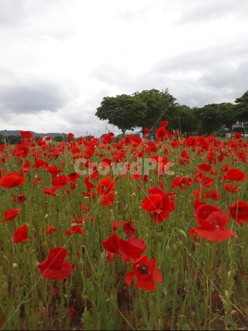 봄,flower,자연,나무,붉은꽃
