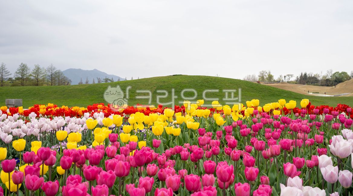 sky,greenfield,new leaf,garden tree,sprout,Tulip,tree,flower garden,flower road,grassland,flower,mountain,tree trunk,panorama,field,light green,road,grass,colonnade,tulip flower,garden,lawn,park