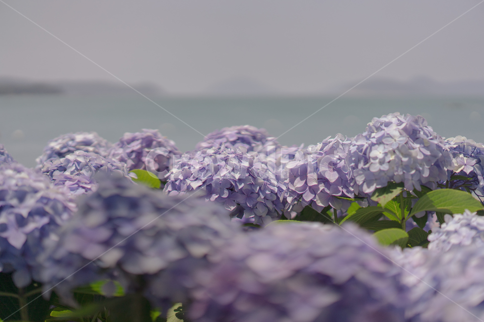 수국,꽃,보라색,연보라,hydrangea,플라워,여름꽃,퍼플,식물,자연,plants,nature,꽃,flower