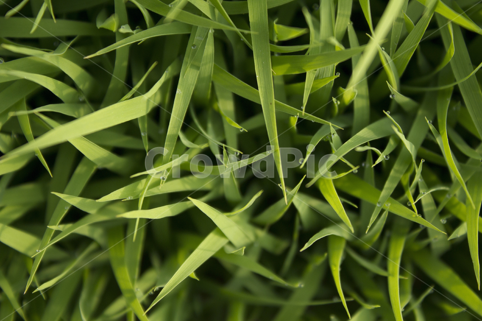 풀,벼,물방울,빗방울,잔디,모내기,탑앵글,wet,젖은,clean,closeup,drop,farm,field,fresh,grass,green,식물,greenrice,grow,lawn,meadow,nature,nobody,outdoor,pattern,plant,rain,rice,spring,texture,topangle,water,waterdrop,녹색,초록색,그린,봄,탑뷰,물,모,싹,새싹,풀밭,이슬,젖어있는,잔디밭,클로즈업,비오는날,자연,농사,논농사,잎,잎사귀,나뭇잎