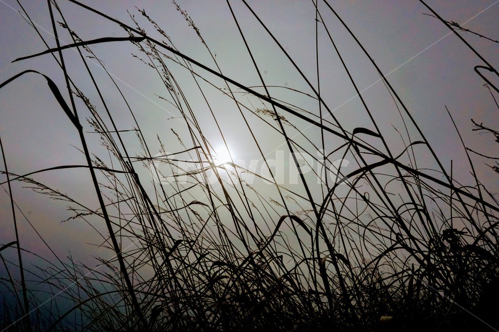 grass,plant,식물,역광,배경화면,자연,nature,background,wallpaper