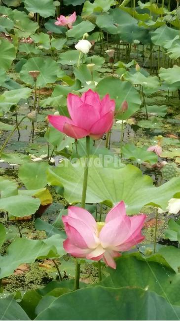 꽃,plant,식물,자연,outdoors