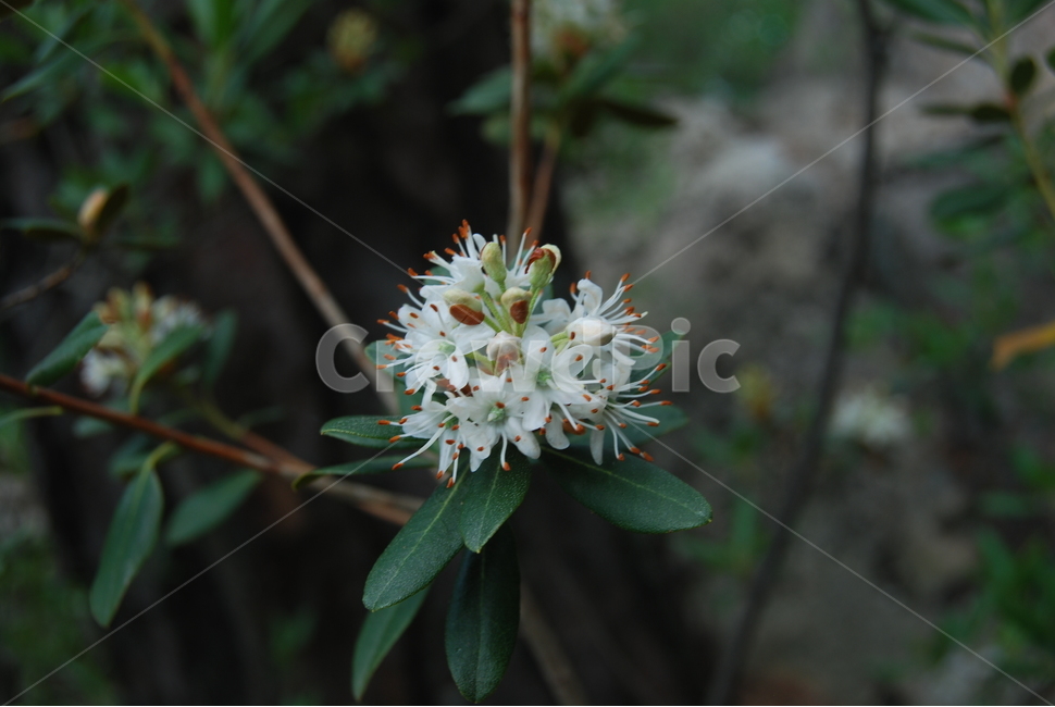 식물,야생화,들꽃,자연,봄,식물,자연,plants,nature
