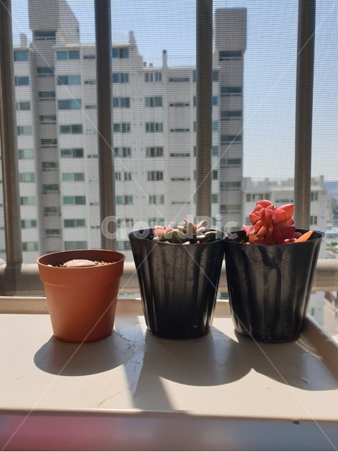 식물,다육이,화분,햇살,햇빛,그림자,실내용화초,화분,화초,house plant