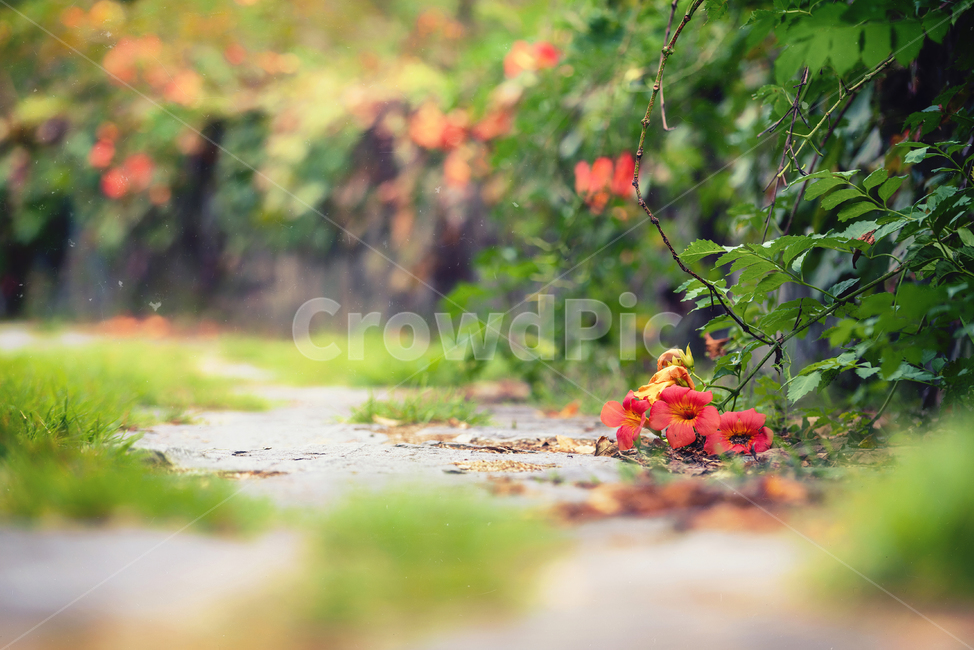 Okay,plant,sight,jacaranda,flower road