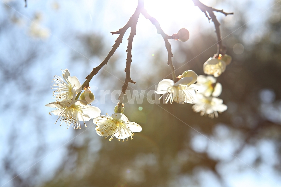 매화곷,매화,꽃,꽃잎,봄꽃,봄,식물,자연,공원,식물,자연,plants,nature,꽃,flower