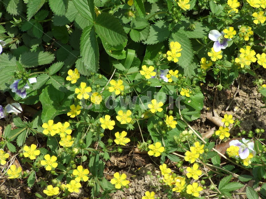 식물,꽃,꽃잎,flower,여름식물,식물,자연,plants,nature,꽃,flower