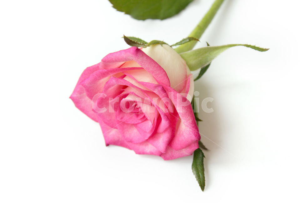 꽃,장미,장미꽃,핑크,생화,rose,flower,pink,신선한,green,leaf,leaves,녹색,그린,잎,나뭇잎,장미잎,탑앵글,식물,사랑,로맨스,love,romantic,한송이,one,꽃,flower,누끼,remove background