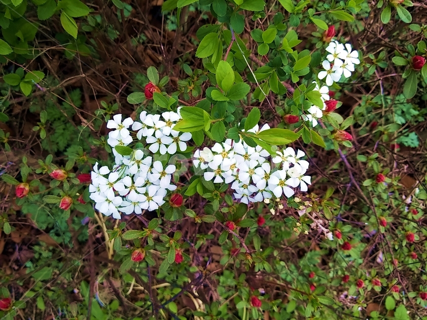 flower,plant,식물,blossom,꽃