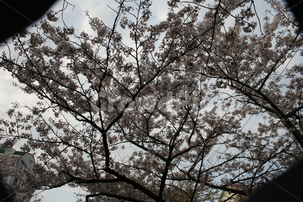벗꽃,진해벗꽃,군항제,나무,꽃나무,포커스,하늘벗꽃,하늘,봄,계절,spring,season,자연,풍경,nature,landscape,plant,식물