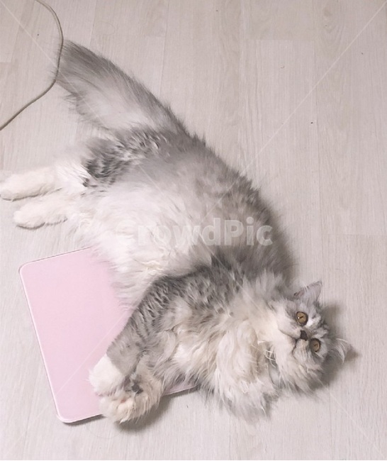 고양이,먼치킨,애완묘,털갈이,털뭉치,몸무게