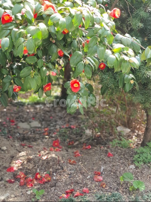 plant,식물,낙화,동백,마당,꽃
