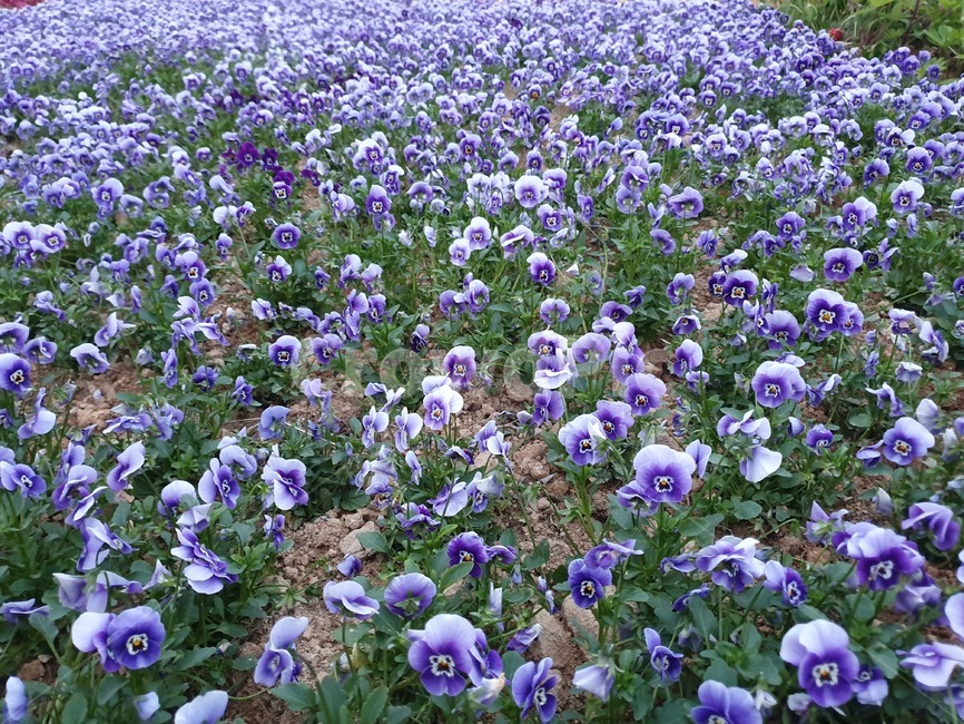 꽃,꽃밭,팬지,보라색,자연,식물,자연,plants,nature,꽃,flower