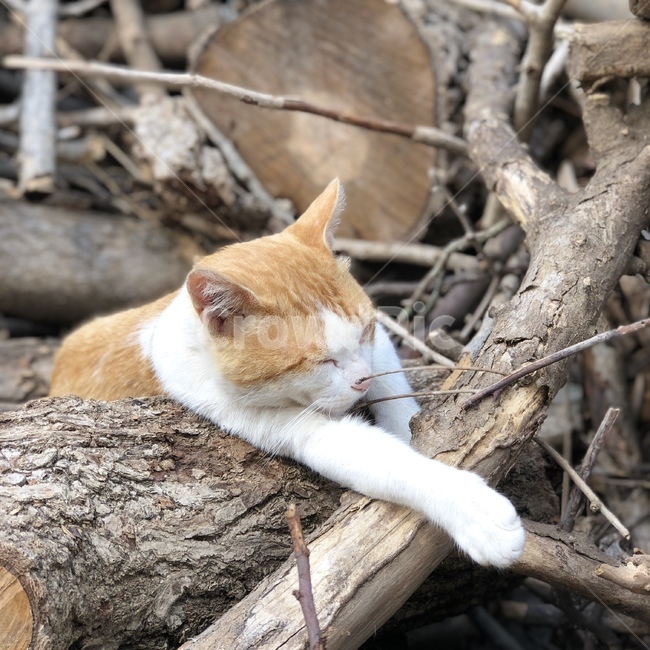 고양이,귀여운고양이,애완동물,잠자는고양이,자는고양이,잠자는,졸린,졸린고양이