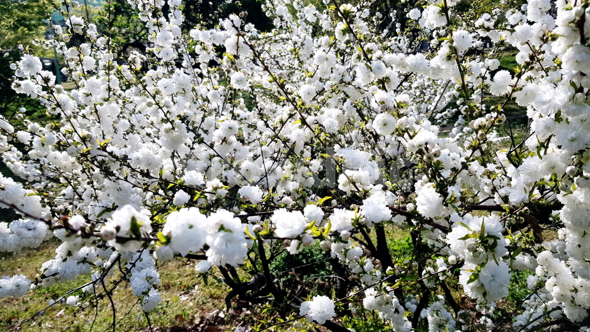 꽃,옥매,옥매화,흰매화,매화,흰꽃,봄,계절,spring,season,식물,자연,plants,nature,꽃,flower,plant,blossom