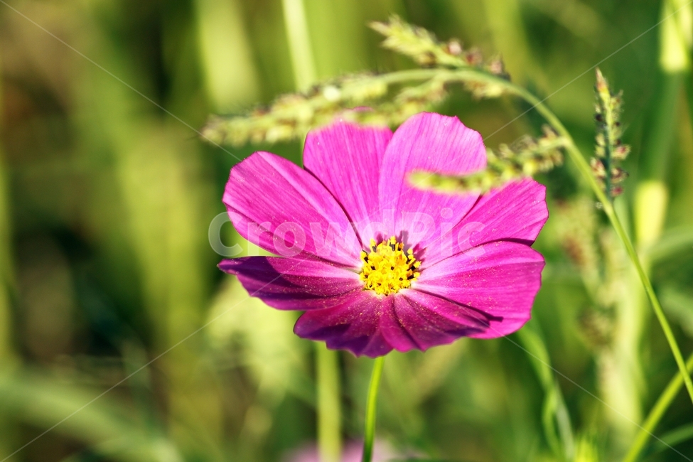 꽃,코스모스,접사,가을,색감,감성,아름다움,꽃내음,flower,cosmos,식물,자연,nature,가을,계절,fall,autumn,season,식물,자연,plants,nature,꽃,flower,plant,geranium,제라늄,blossom