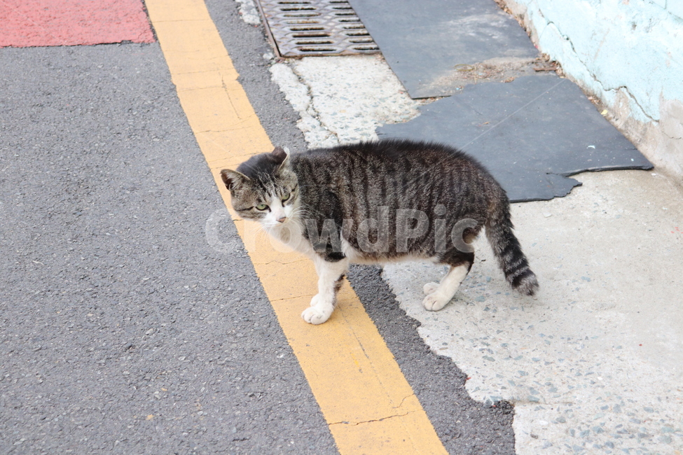 동물,고양이,길고양이,감천,길거리,골목,cat,animal,street,alley,동물,animal,포유류,mammal,고양이,cat,kitten,kitty